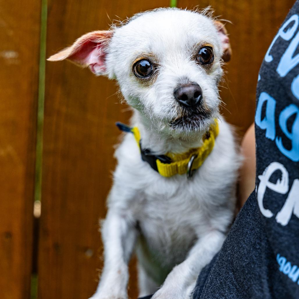 Enlarge Caden, a Adoptable Chihuahua in Naperville, IL image 1/6