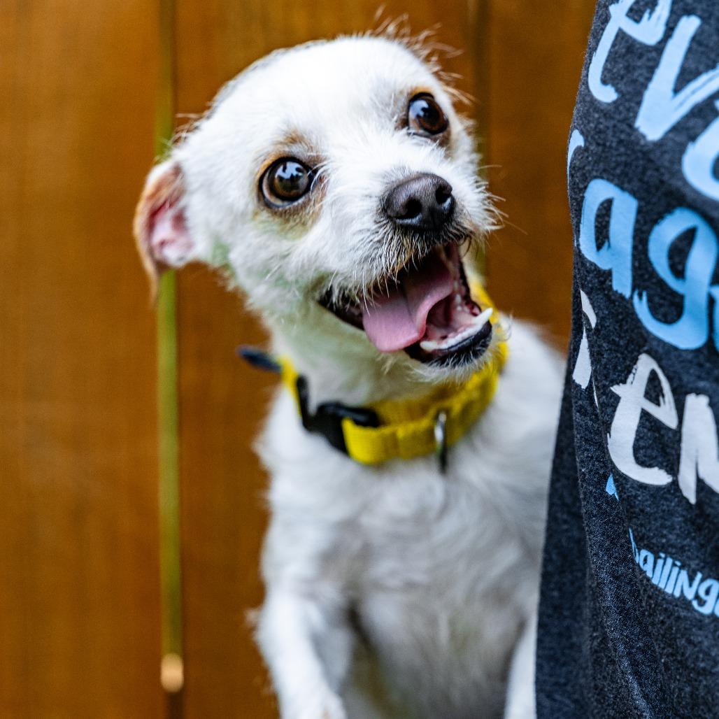 Enlarge Caden, a Adoptable Chihuahua in Naperville, IL image 2/6