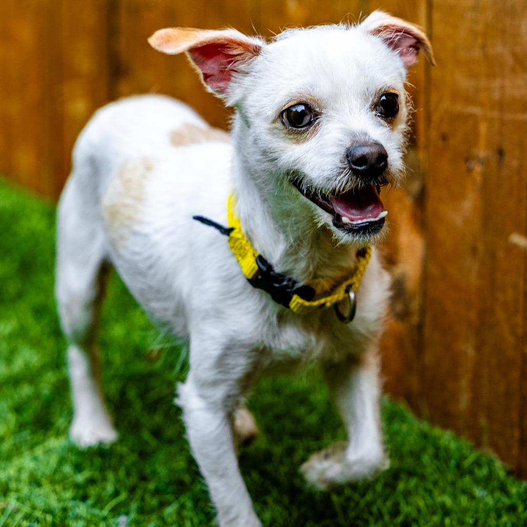Enlarge Caden, a Adoptable Chihuahua in Naperville, IL image 3/6