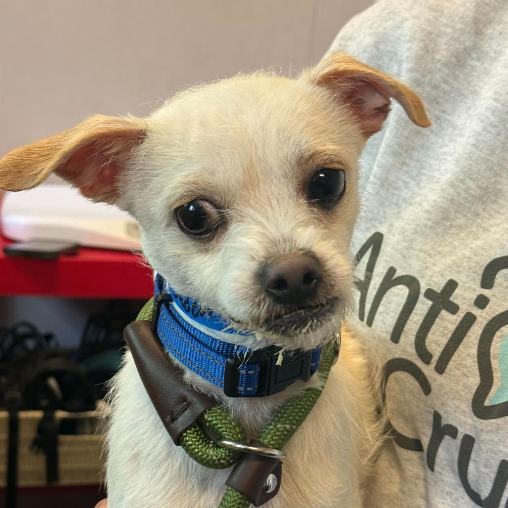 Enlarge Caden, a Adoptable Chihuahua in Naperville, IL image 4/6