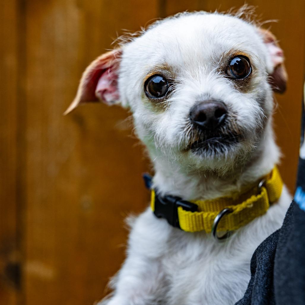 Enlarge Caden, a Adoptable Chihuahua in Naperville, IL image 5/6