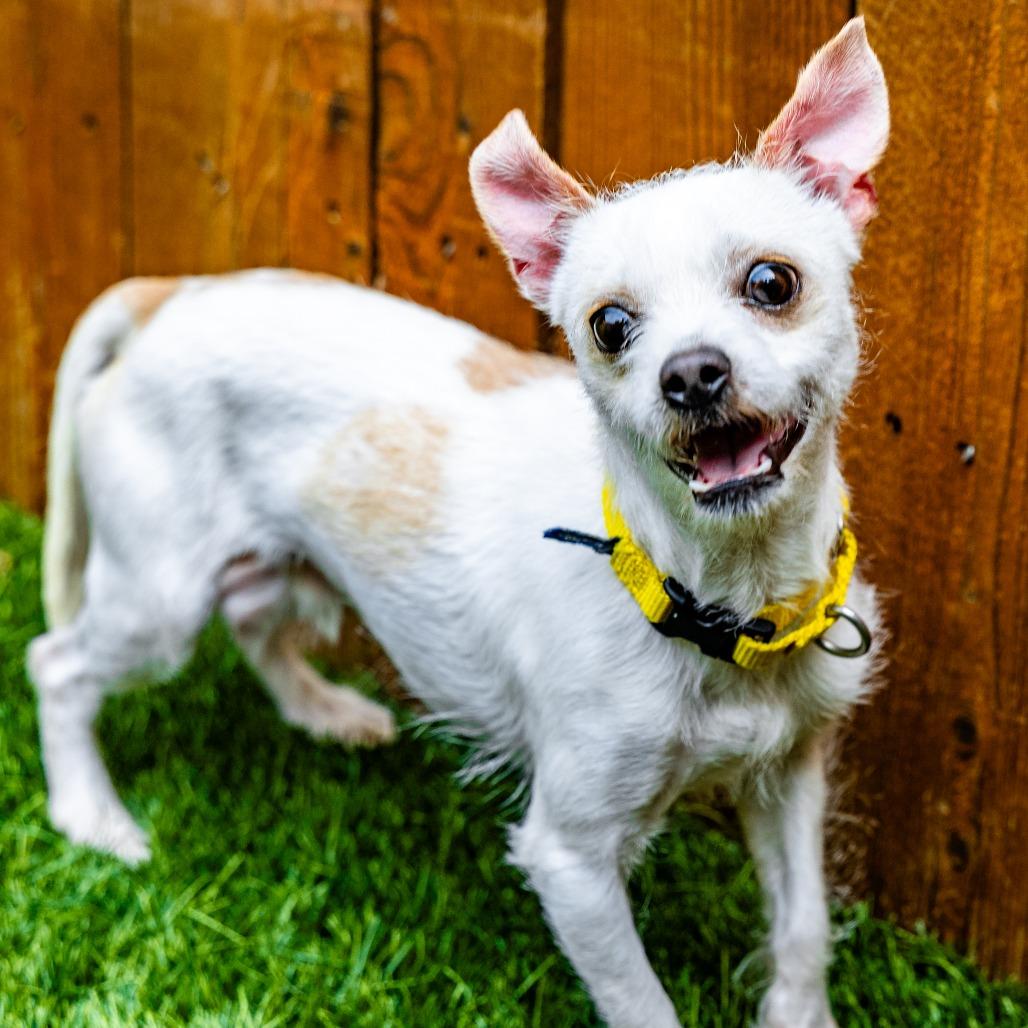 Enlarge Caden, a Adoptable Chihuahua in Naperville, IL image 6/6