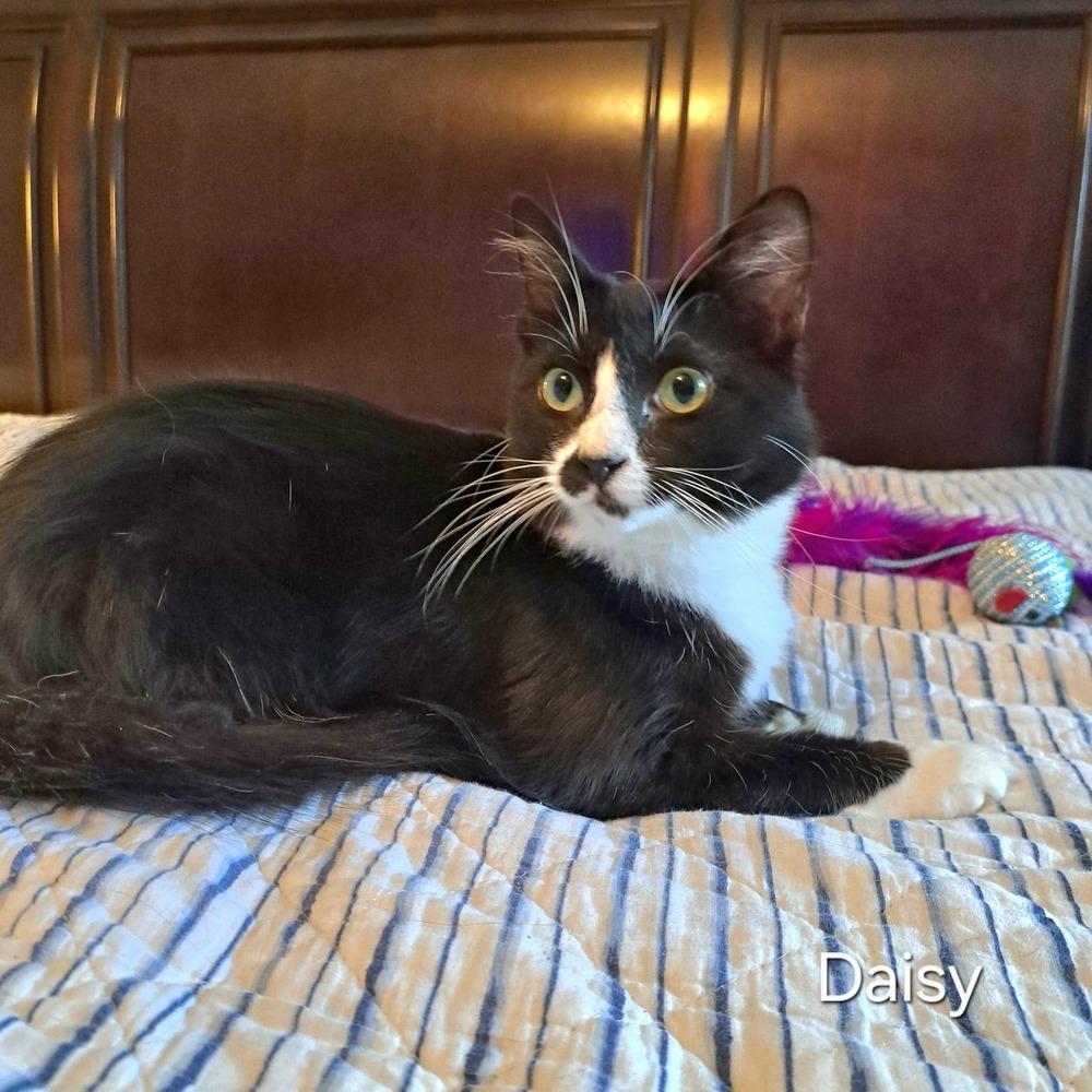 Daisy, Adoptable, Adult Female Domestic Short Hair.