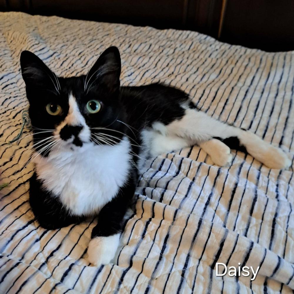 Enlarge Daisy, a Adoptable mixed breed in Groveland, MA image 2/4