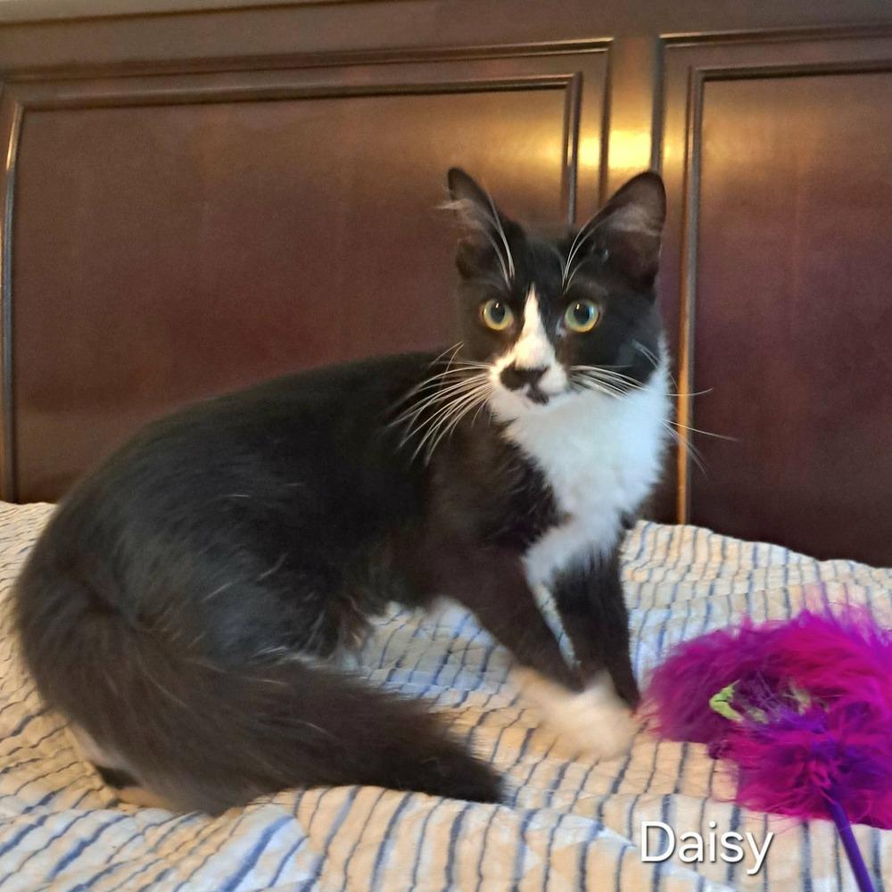 Enlarge Daisy, a Adoptable mixed breed in Groveland, MA image 3/4
