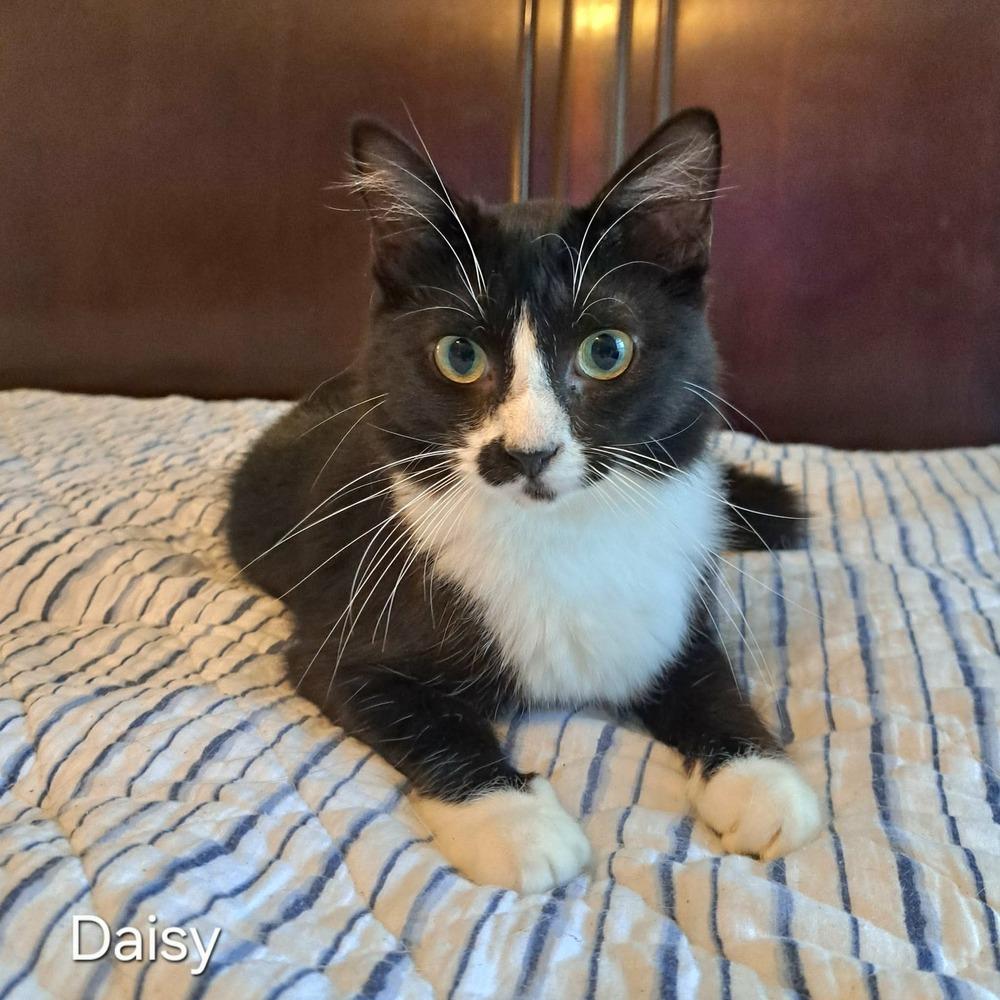 Enlarge Daisy, a Adoptable mixed breed in Groveland, MA image 4/4