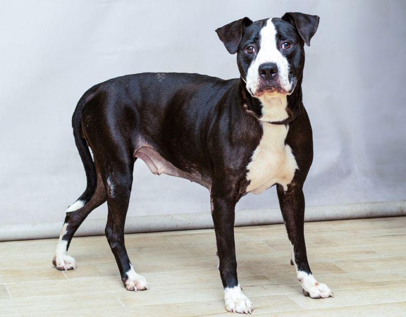 Gigi, a Adoptable mixed breed in Sanford, FL image 2/2