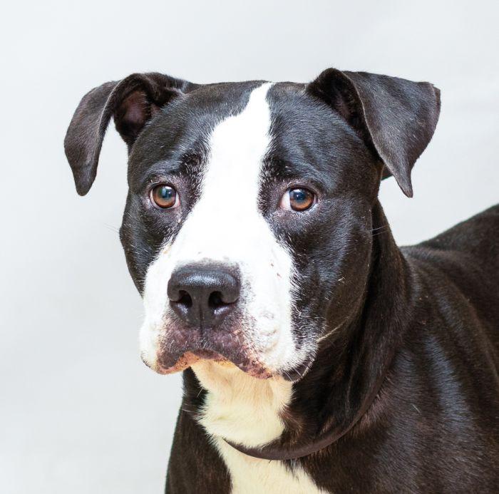 Gigi, Adoptable, Adult Female Terrier.