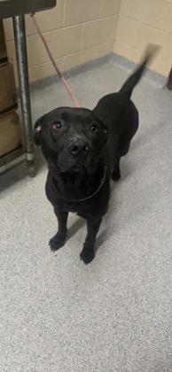 Enlarge Candy Cane, a Adoptable mixed breed in Reidsville, NC image 1/1