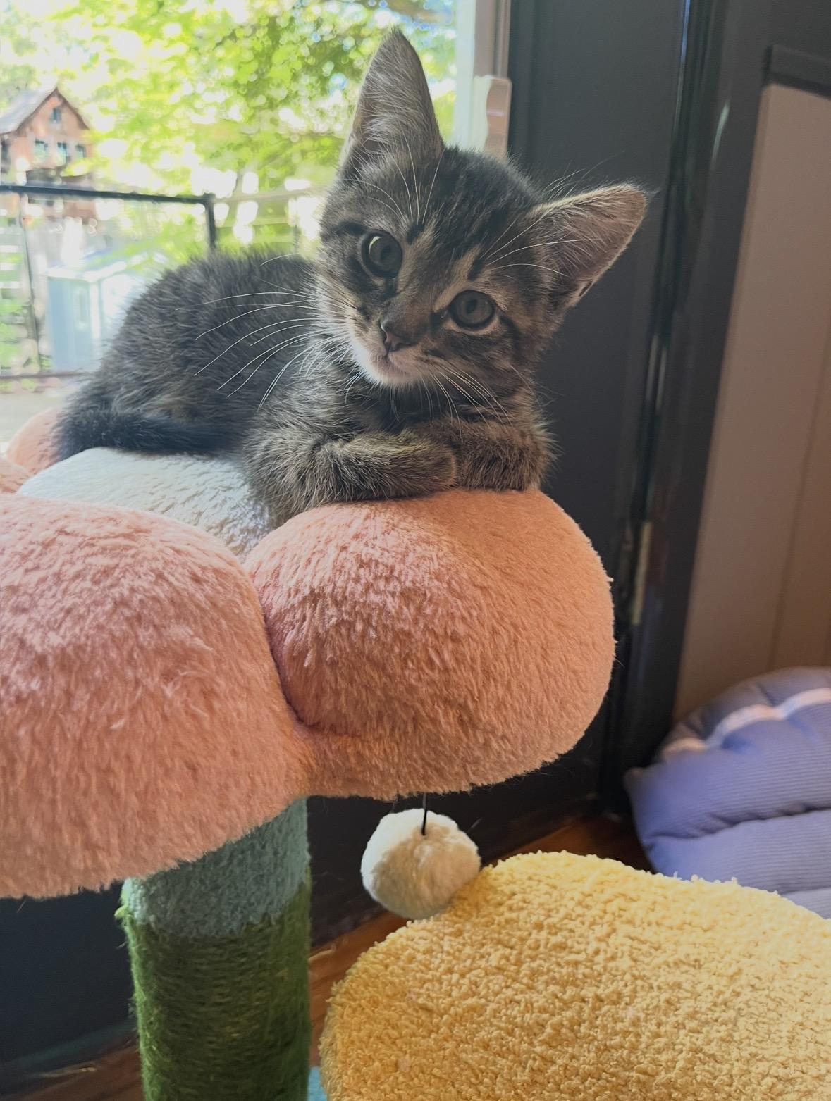Chevy, a ADOPTABLE Domestic Medium Hair in Stamford, CT image 1/3