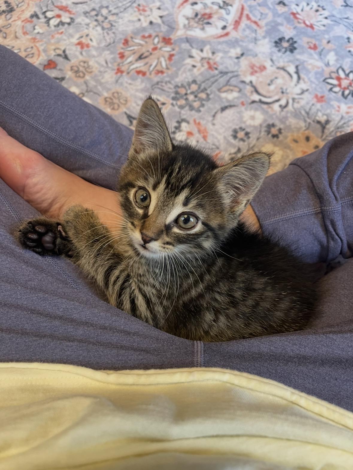 Chevy, a ADOPTABLE Domestic Medium Hair in Stamford, CT image 3/3