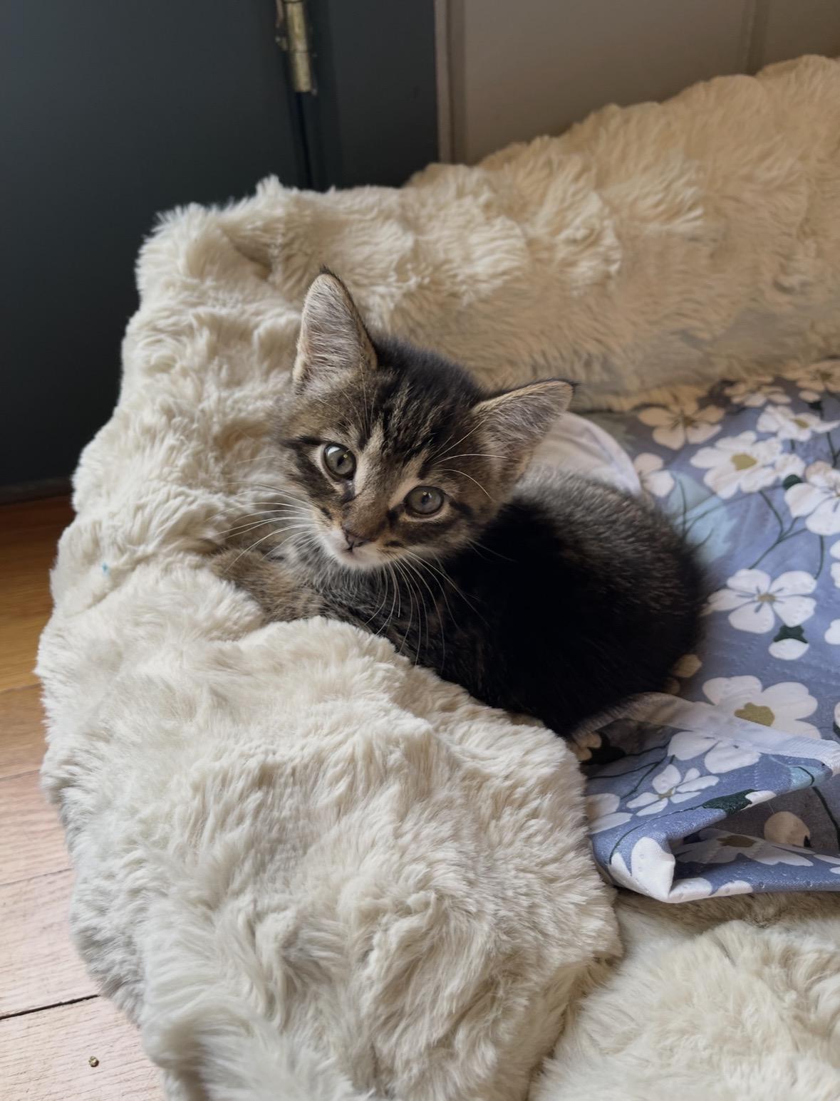 Chevy, a ADOPTABLE Domestic Medium Hair in Stamford, CT image 2/3