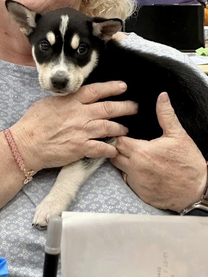Ricky, Adopted, Puppy Male Labrador Retriever & Husky.