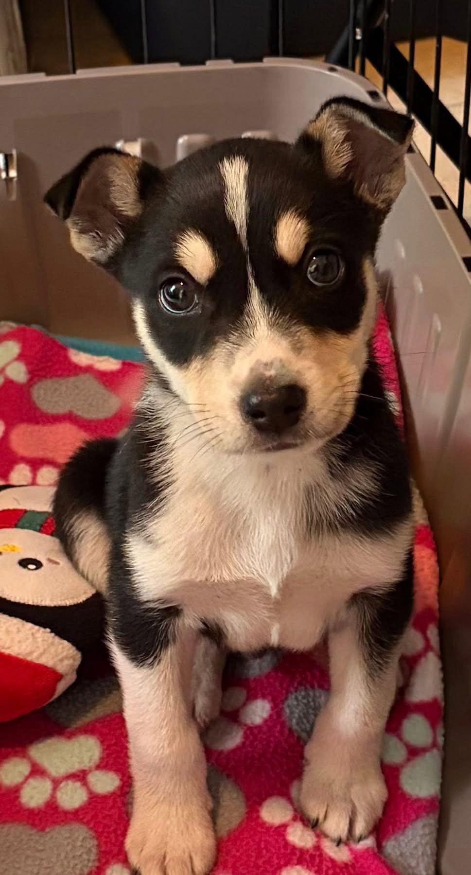 Ricky, a Adopted mixed breed in Barnhart, MO image 2/3