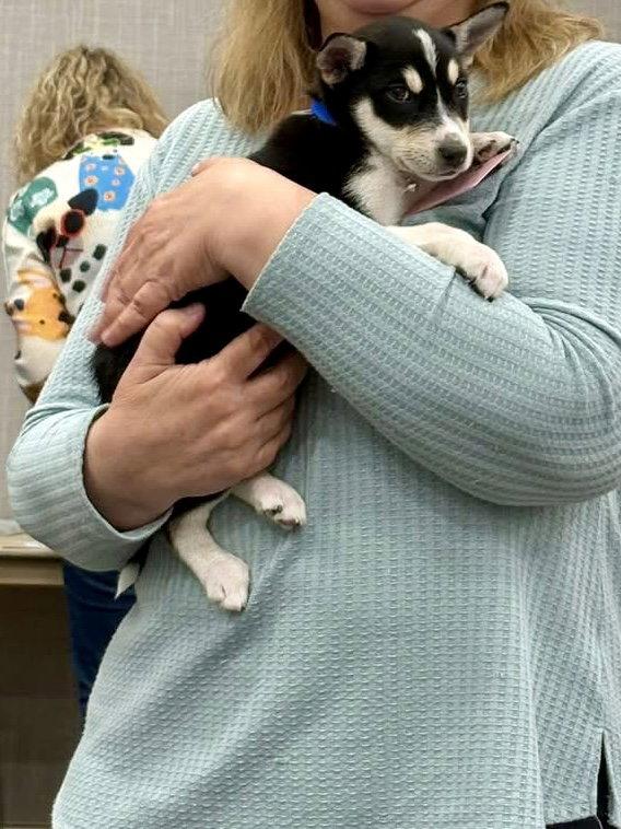 Ricky, a Adopted mixed breed in Barnhart, MO image 3/3