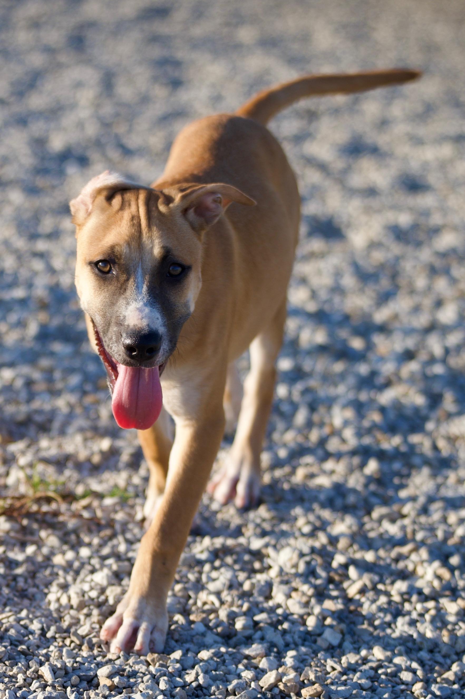 Enlarge Skye, a Adoptable mixed breed in Hiawatha, KS image 2/4