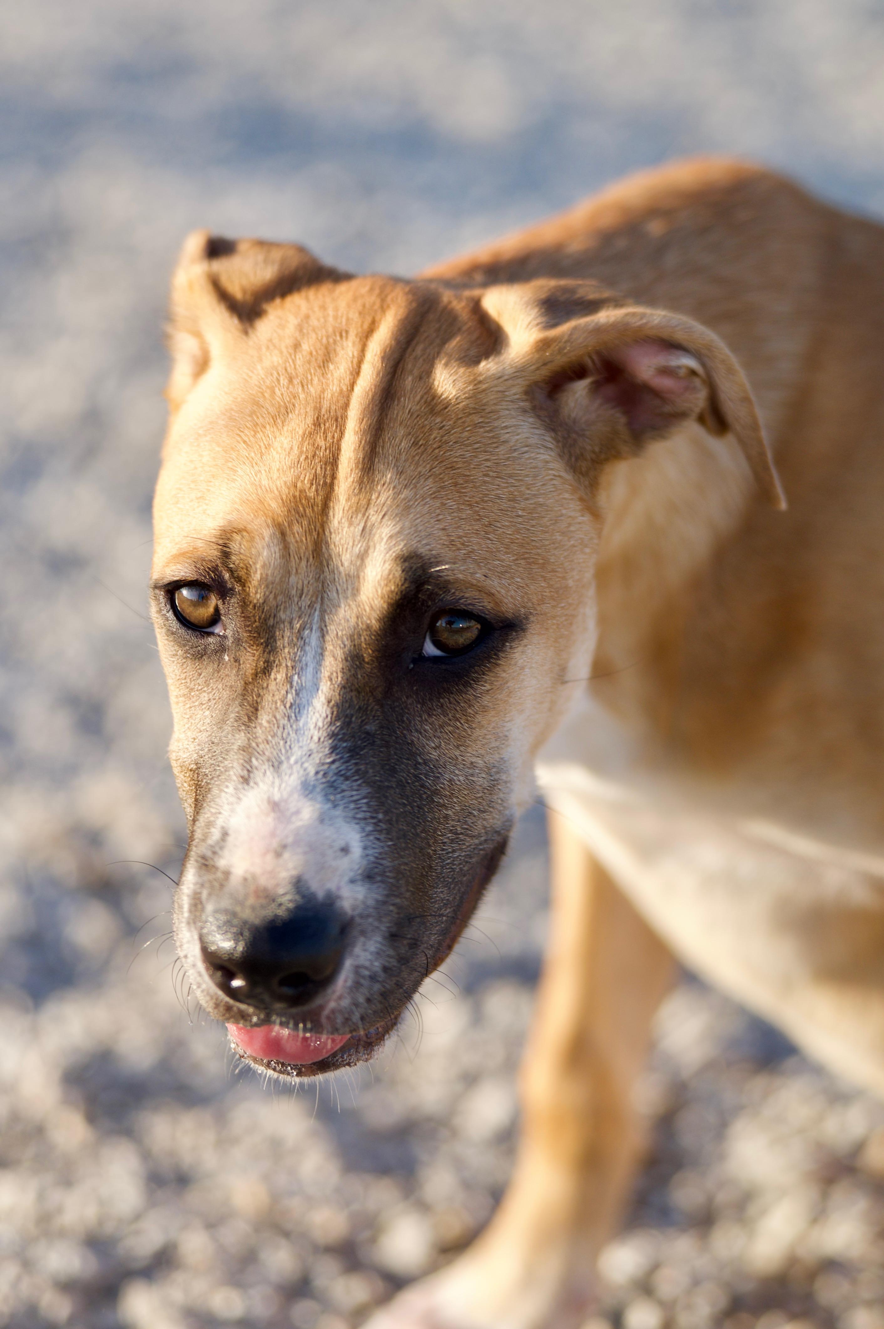 Enlarge Skye, a Adoptable mixed breed in Hiawatha, KS image 3/4