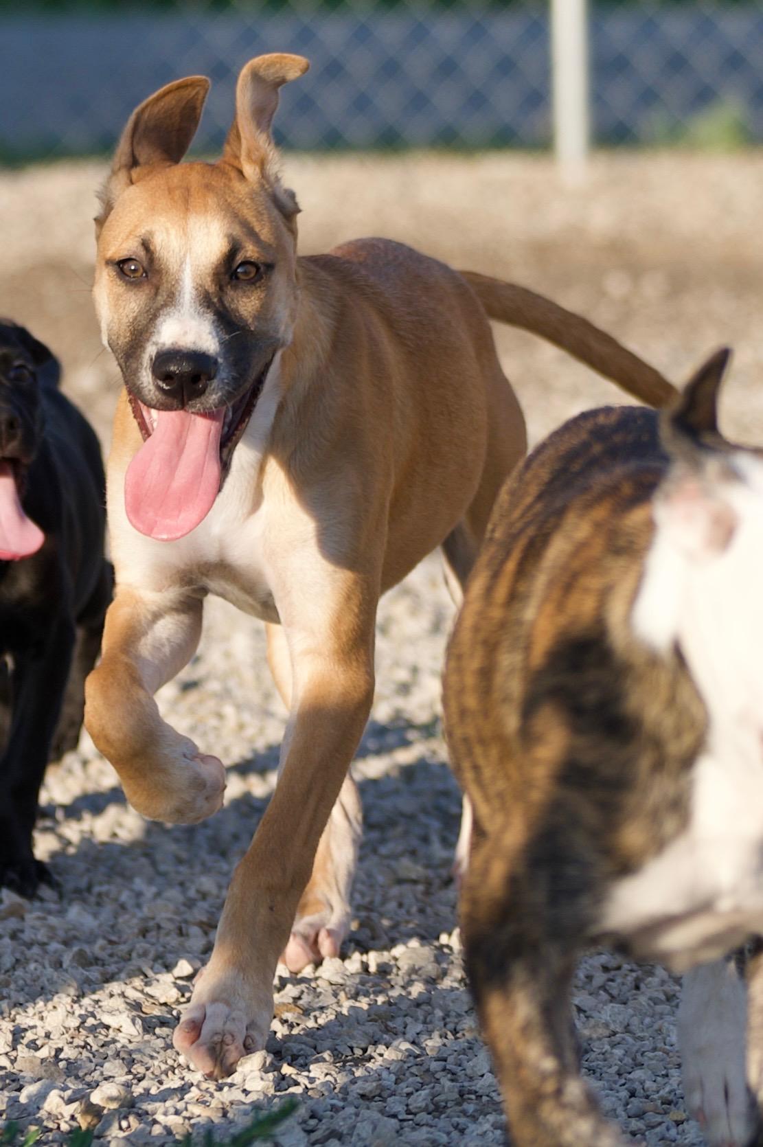 Enlarge Skye, a Adoptable mixed breed in Hiawatha, KS image 4/4