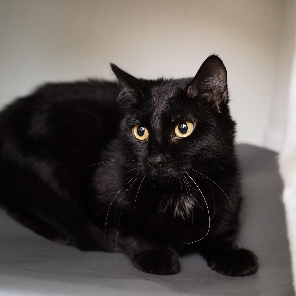 Fluff, Adoptable, Adult Female Domestic Short Hair.