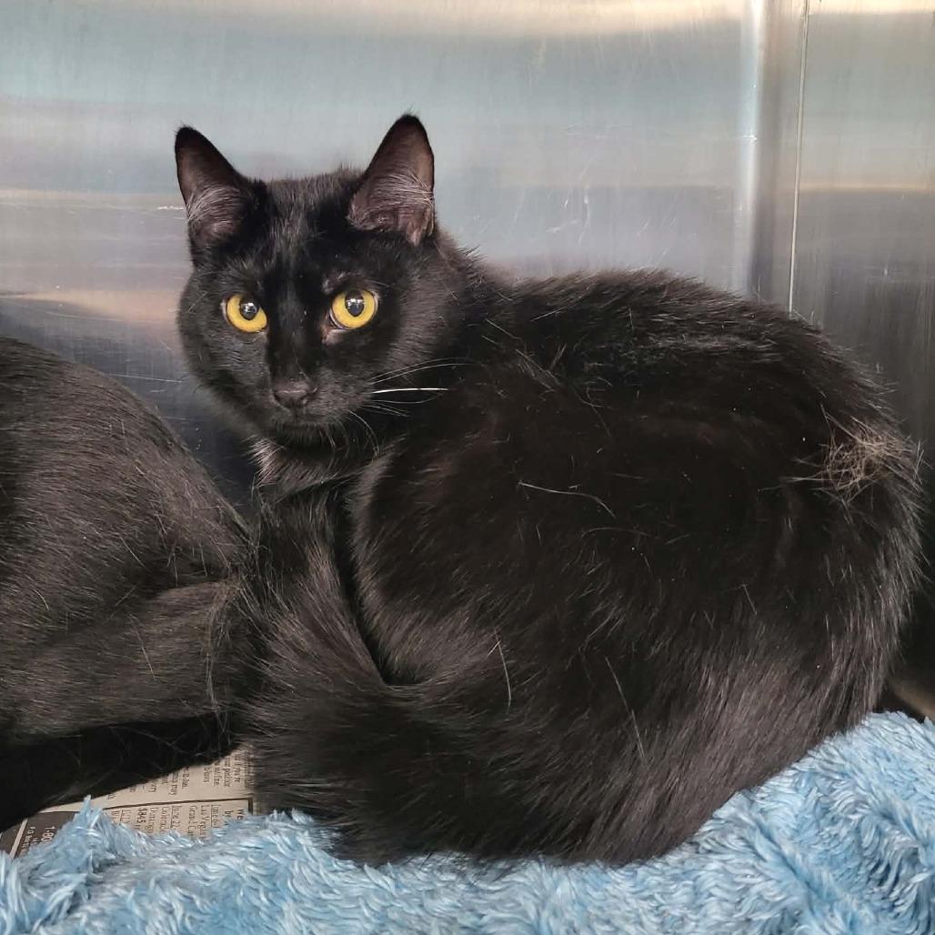 Fluff, Adoptable, Adult Female Domestic Short Hair.