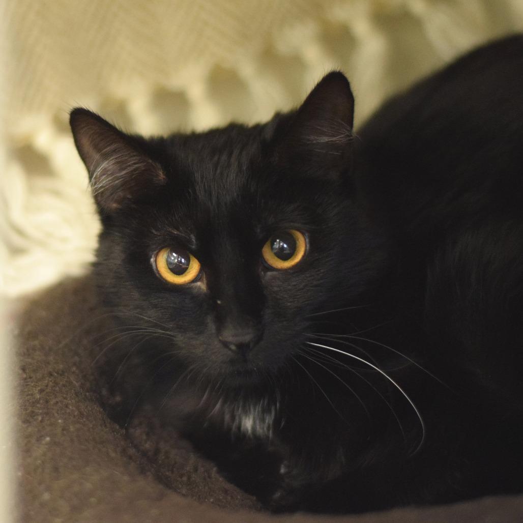 Enlarge Fluff, a Adoptable Domestic Short Hair in Belleville, IL image 2/3