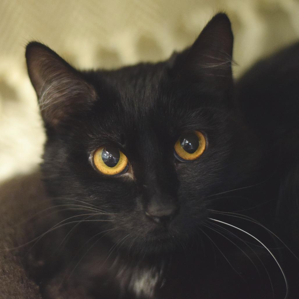 Enlarge Fluff, a Adoptable Domestic Short Hair in Belleville, IL image 3/3