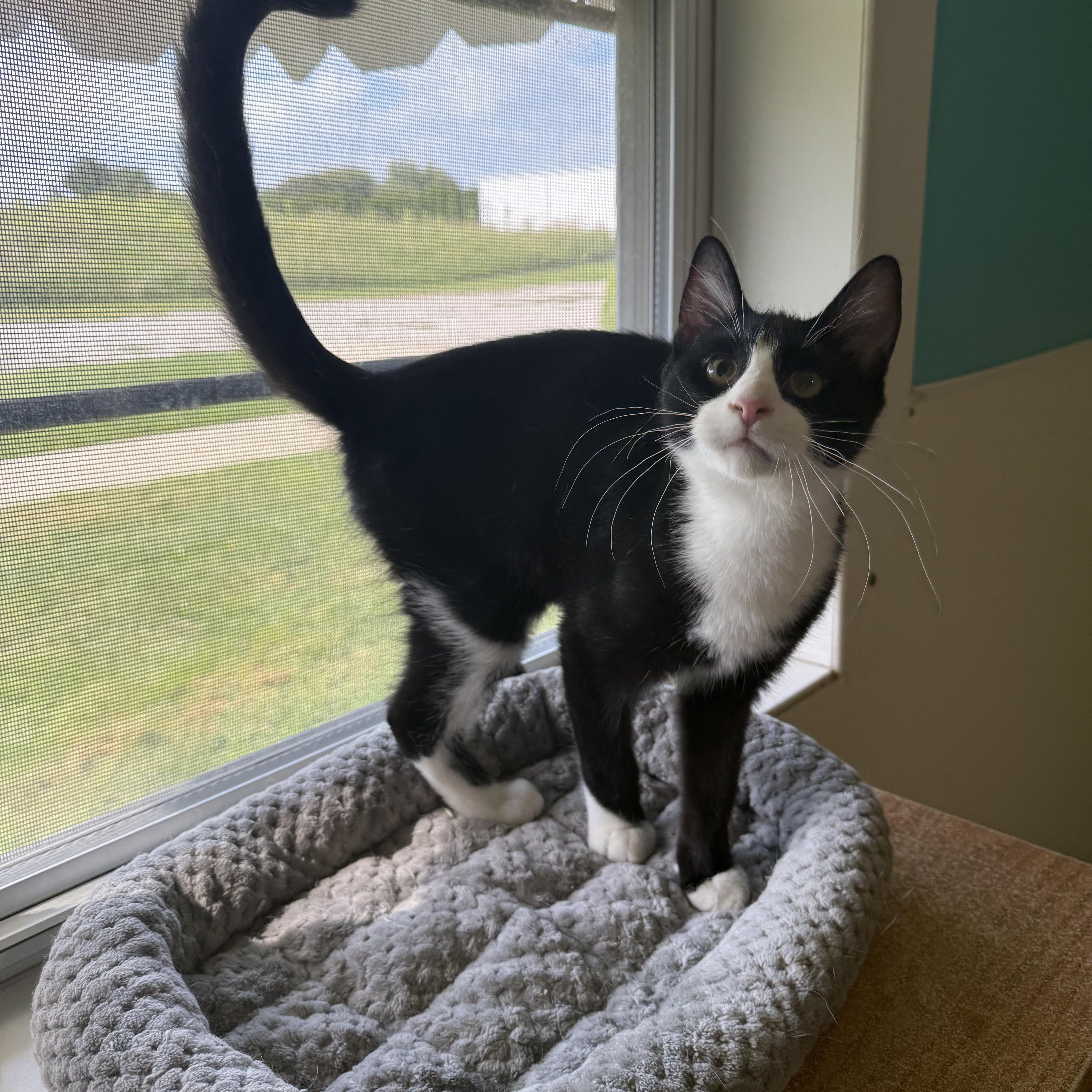 Mittens, Adopted, Kitten Male Domestic Short Hair.