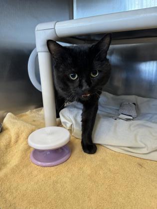 Enlarge Makkuro, a Adoptable Domestic Short Hair in Montclair, NJ image 1/2