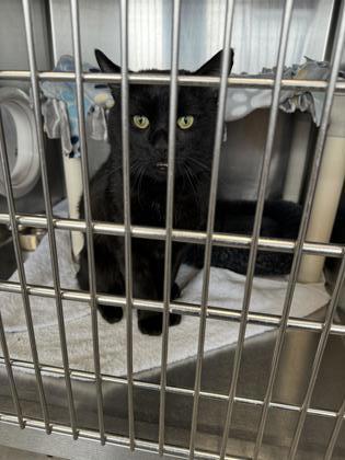 Enlarge Makkuro, a Adoptable Domestic Short Hair in Montclair, NJ image 2/2