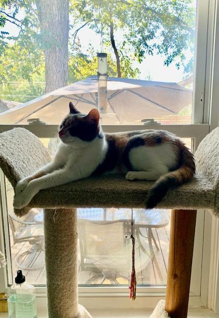 Trinity, a Adopted Calico in San Antonio, TX image 5/5