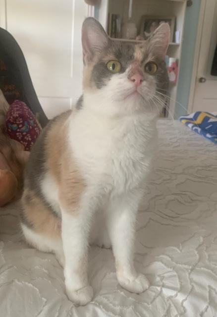 Trinity, a Adopted Calico in San Antonio, TX image 2/5