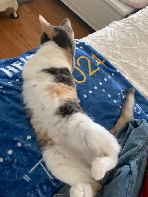 Trinity, a Adopted Calico in San Antonio, TX image 4/5