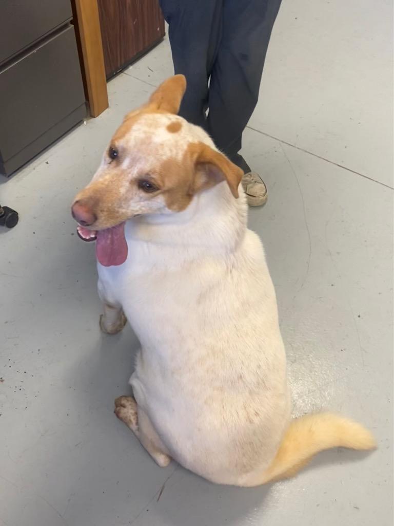 Peanut, a Adoptable mixed breed in Greenwood, MS image 2/5