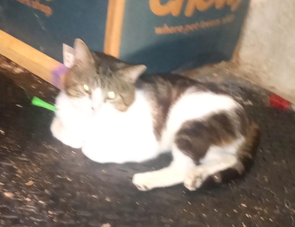 Albert, Adoptable, Adult Male Domestic Short Hair.