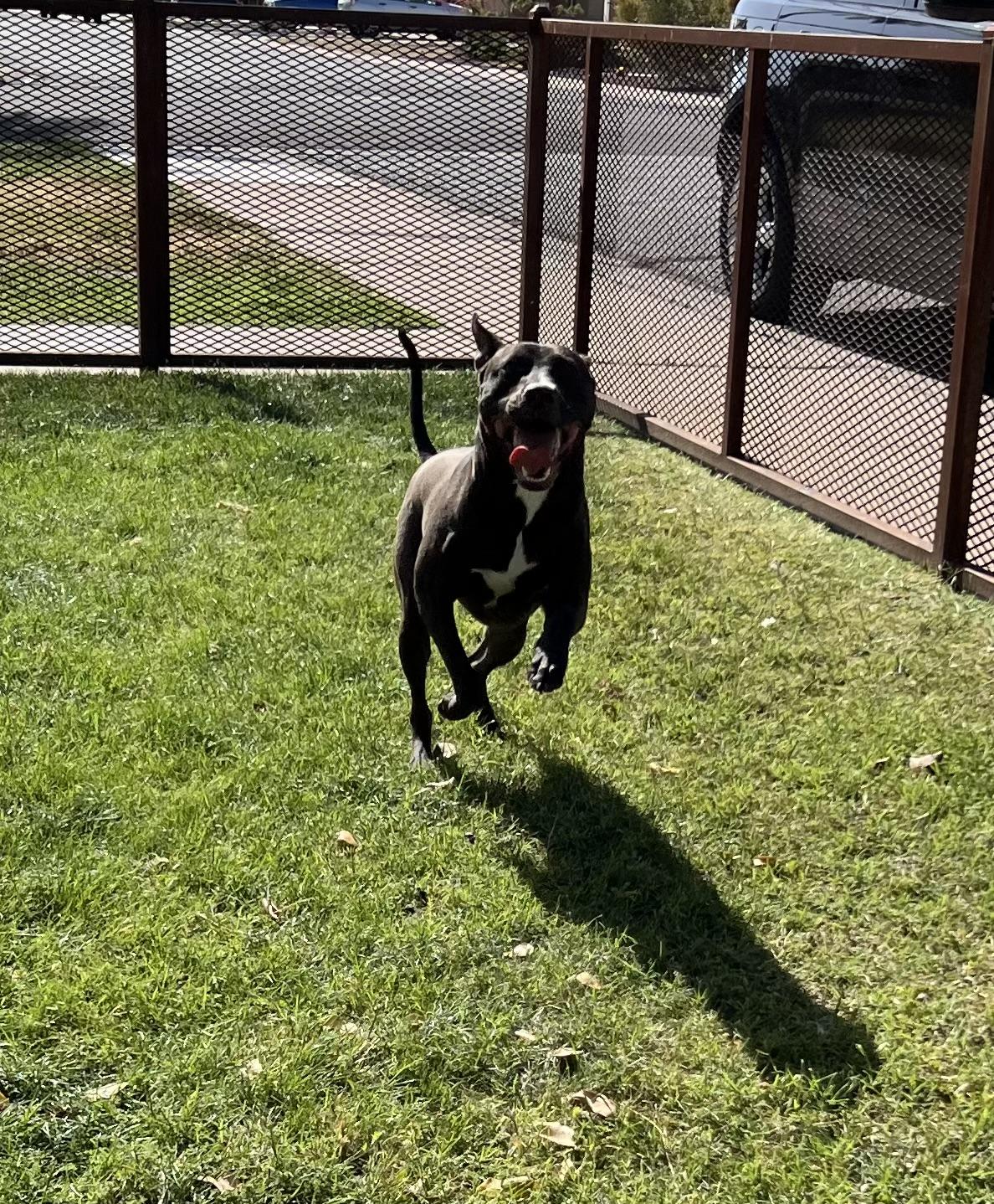 Enlarge Marshall, an adopted mixed breed in Phoenix, AZ image 2/3