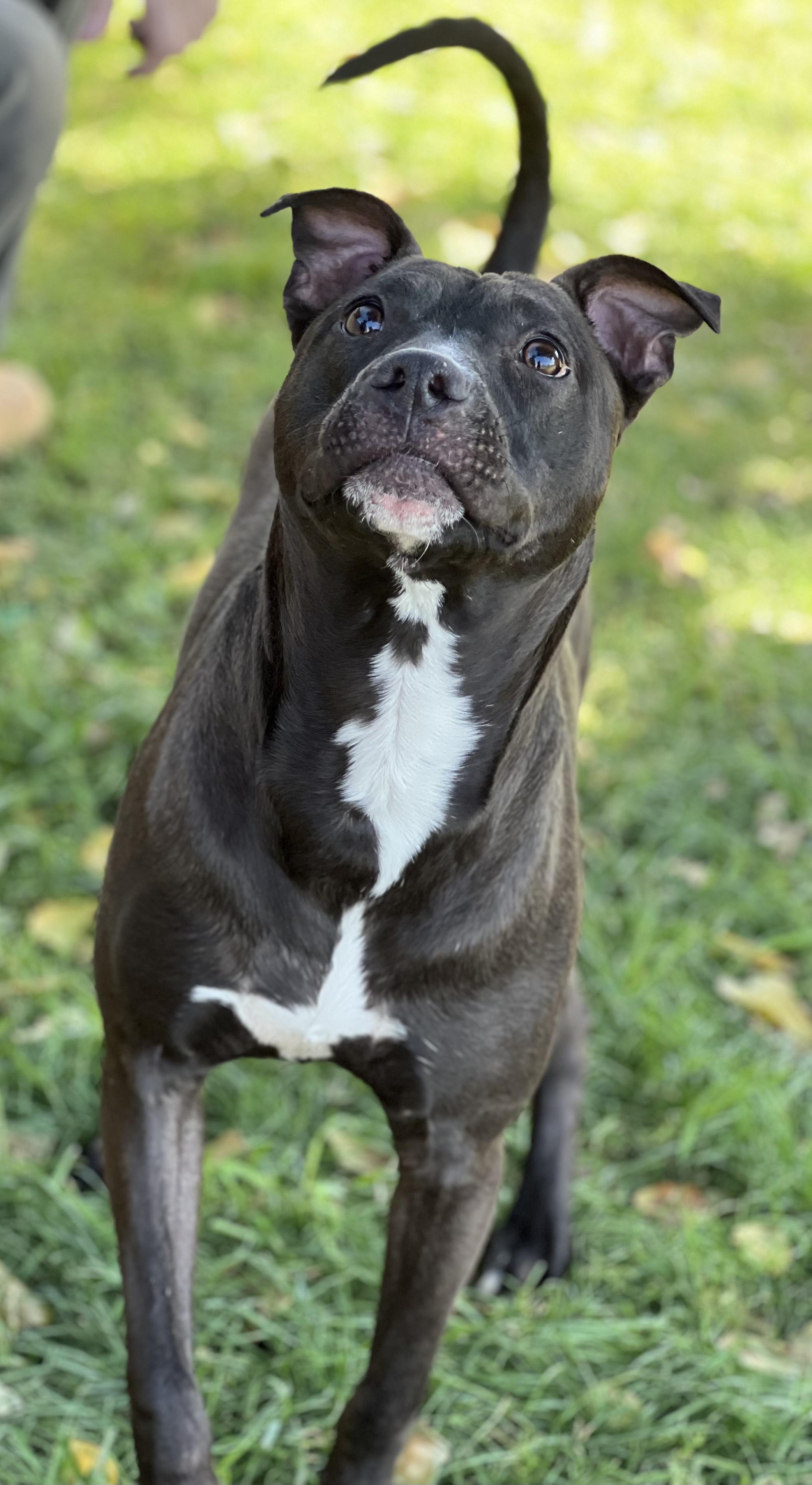 Enlarge Marshall, an adopted mixed breed in Phoenix, AZ image 3/3