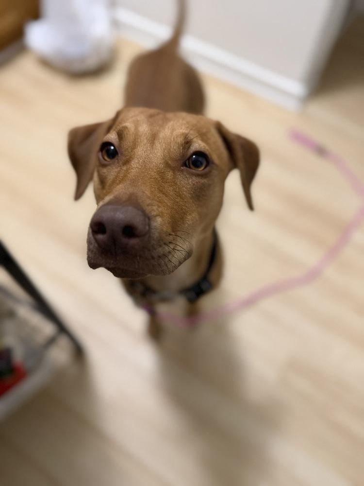 Maple photo