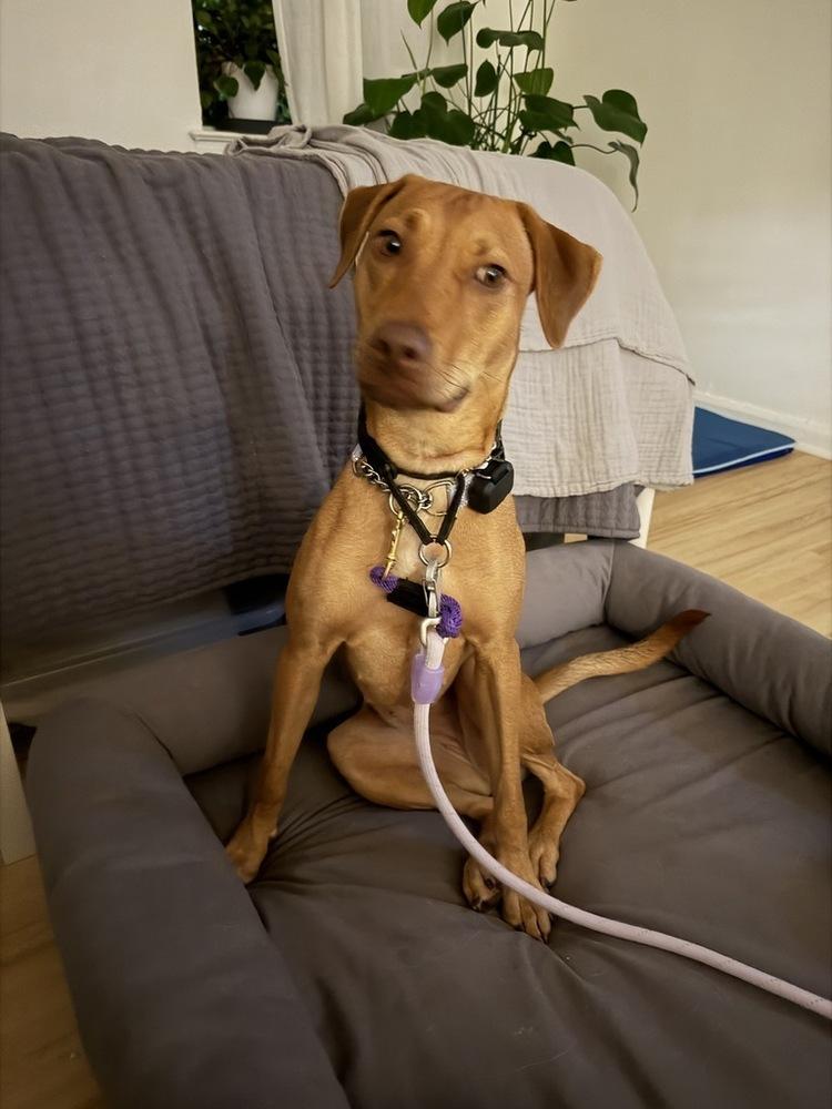 Enlarge Maple, a Adoptable mixed breed in Long Island City, NY image 2/5