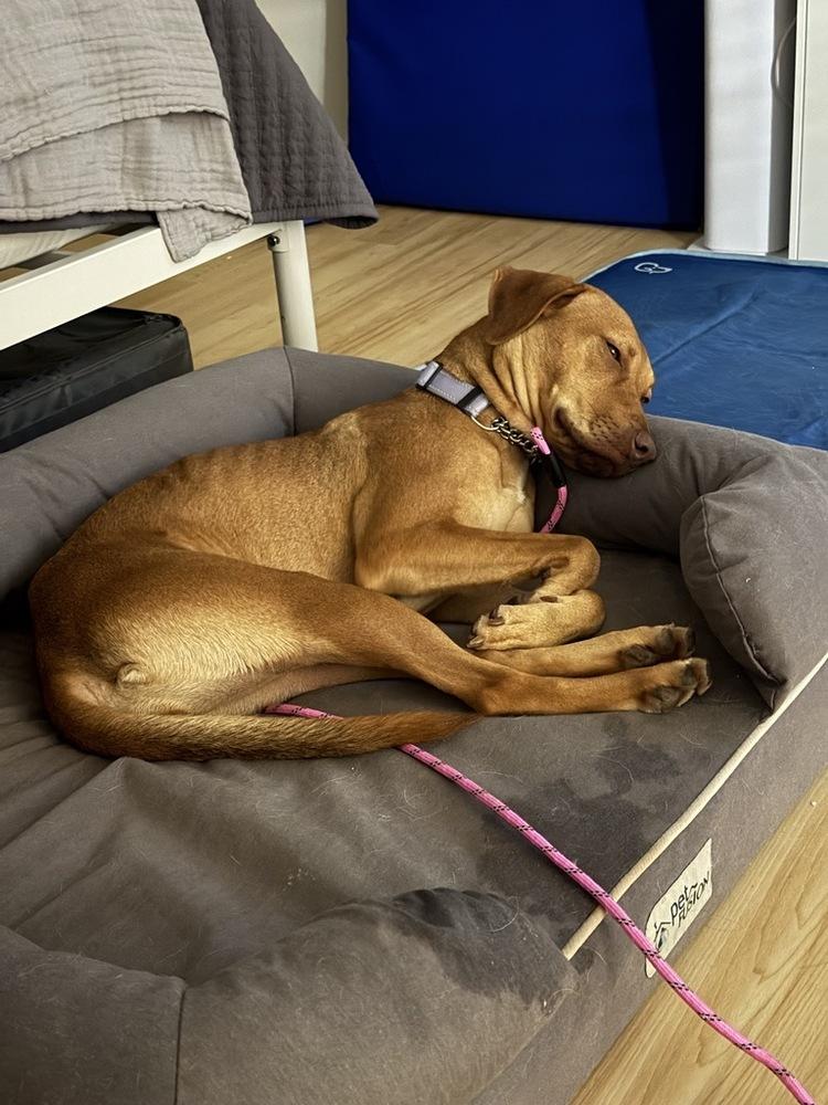 Enlarge Maple, a Adoptable mixed breed in Long Island City, NY image 4/5