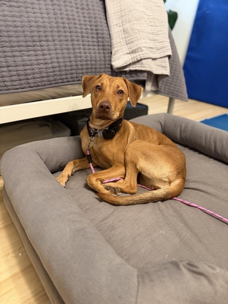 Enlarge Maple, a Adoptable mixed breed in Long Island City, NY image 5/5