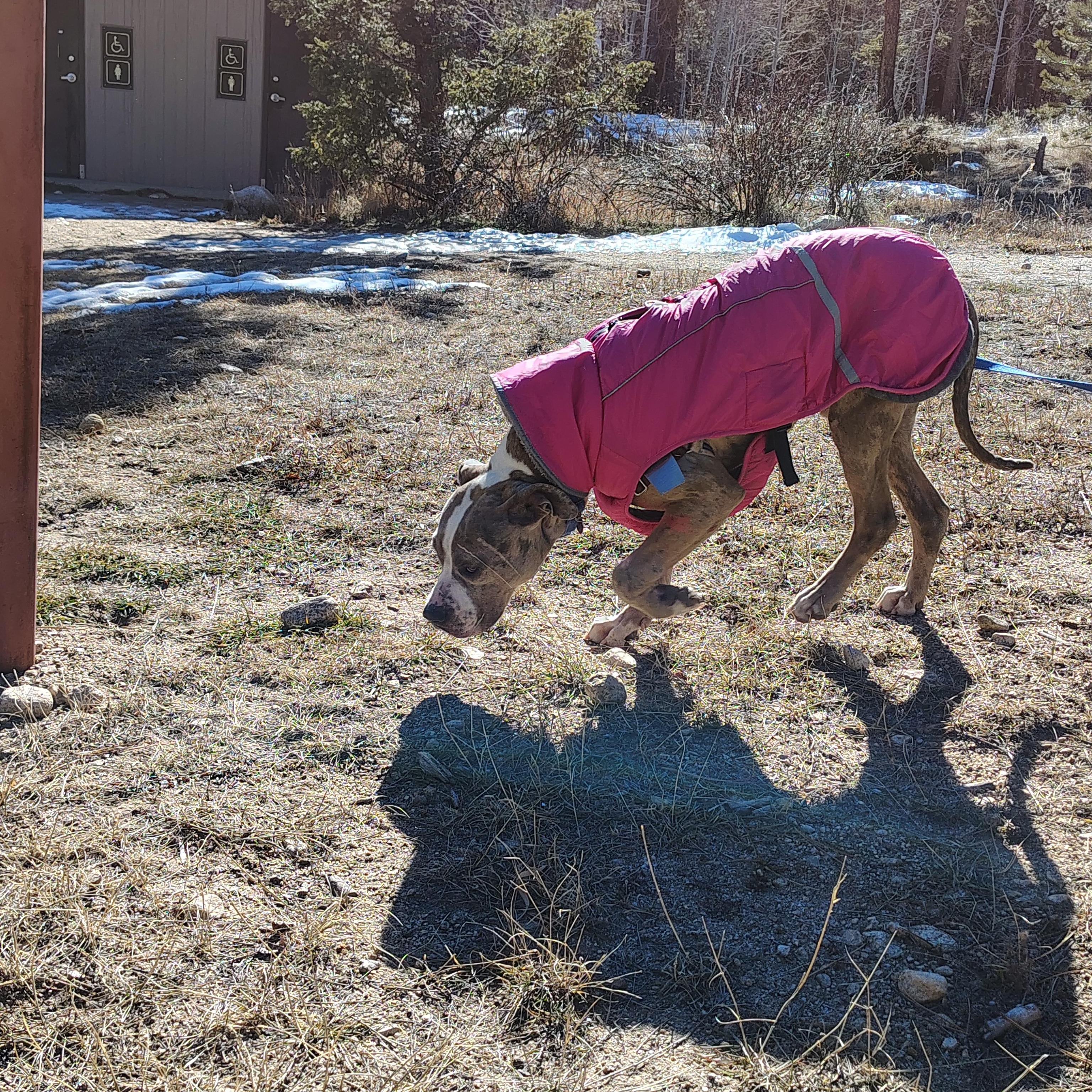 Enlarge Spark, a ADOPTABLE mixed breed in Buena Vista, CO image 3/5