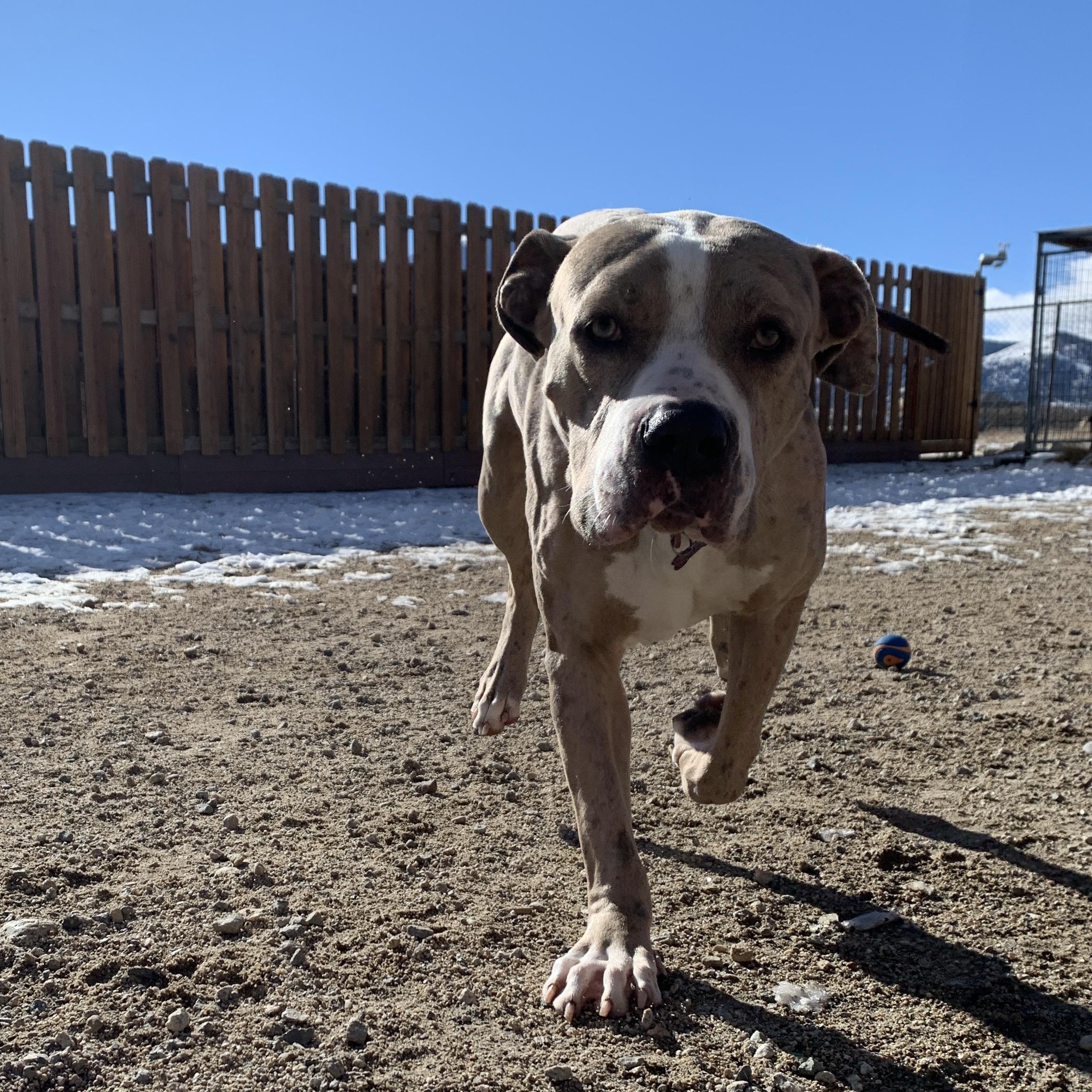 Enlarge Spark, a ADOPTABLE mixed breed in Buena Vista, CO image 5/5