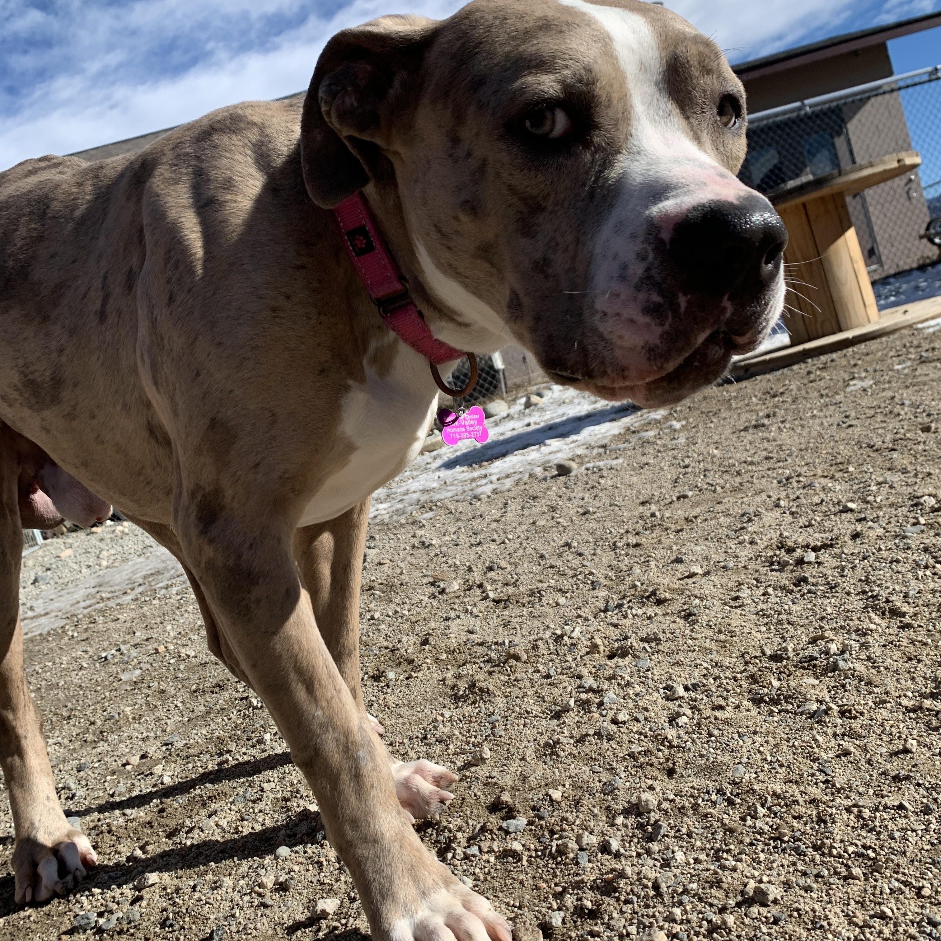 Spark, ADOPTABLE, Young Male American Bully.