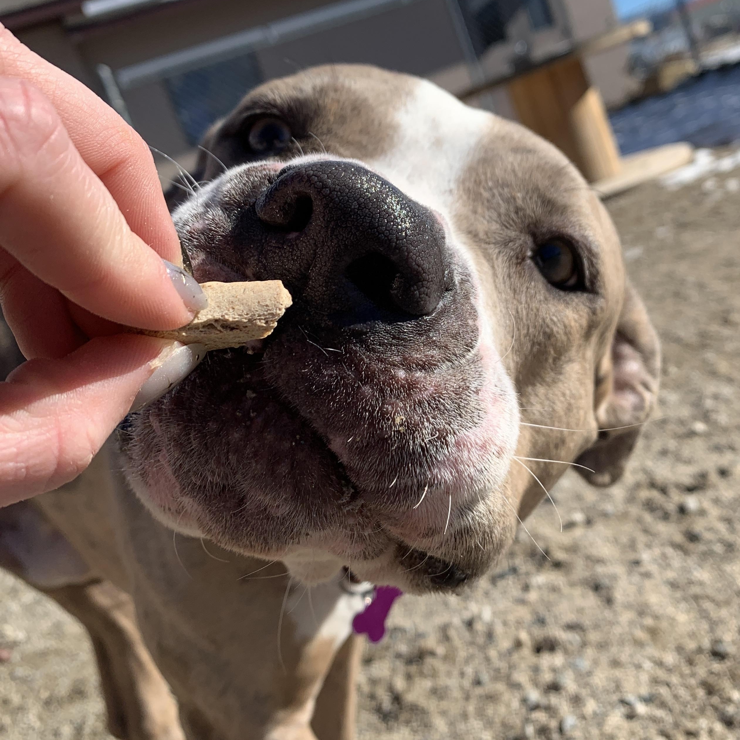 Spark, ADOPTABLE, Young Male American Bully.