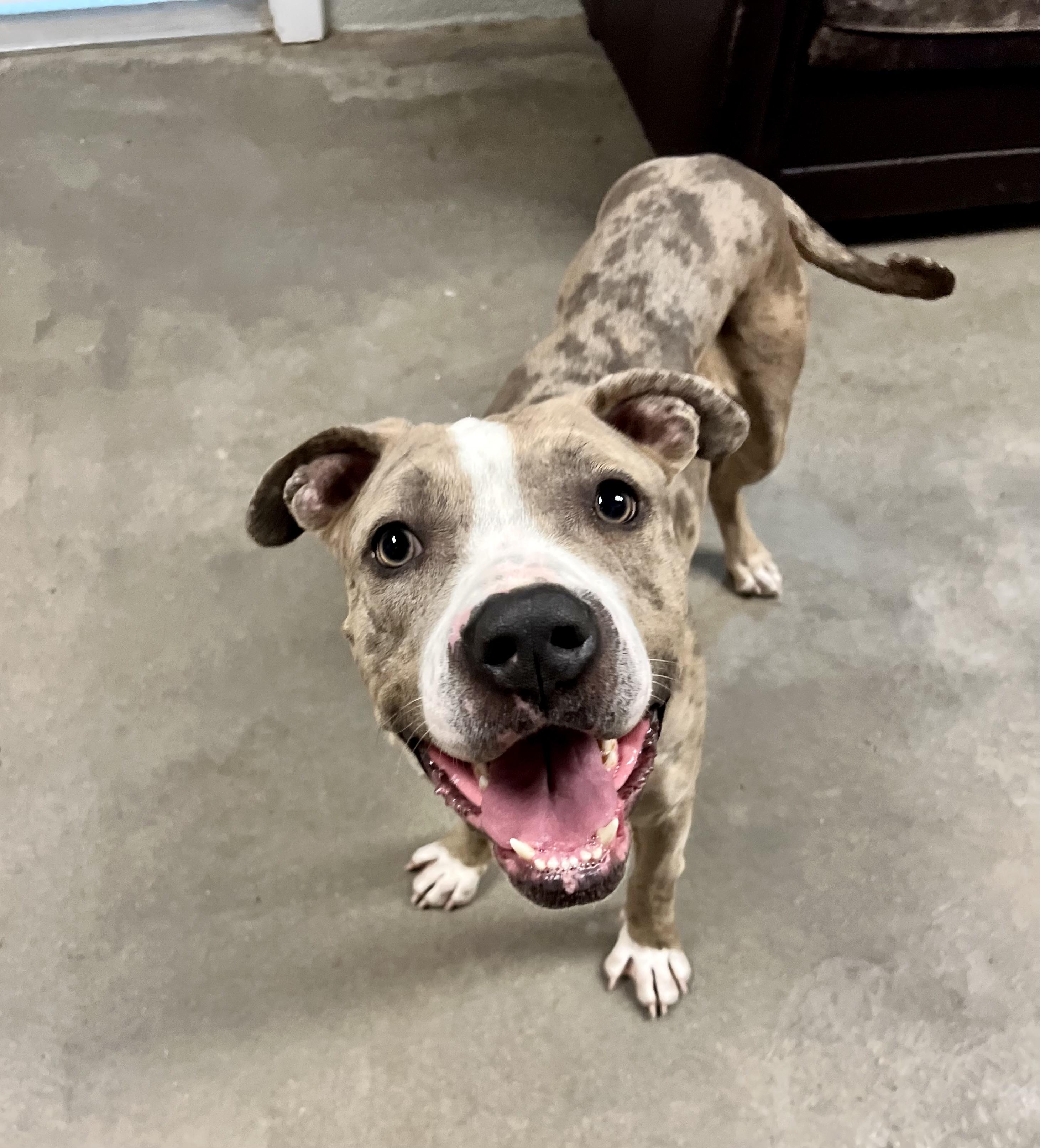 Spark, a ADOPTABLE mixed breed in Buena Vista, CO image 2/4