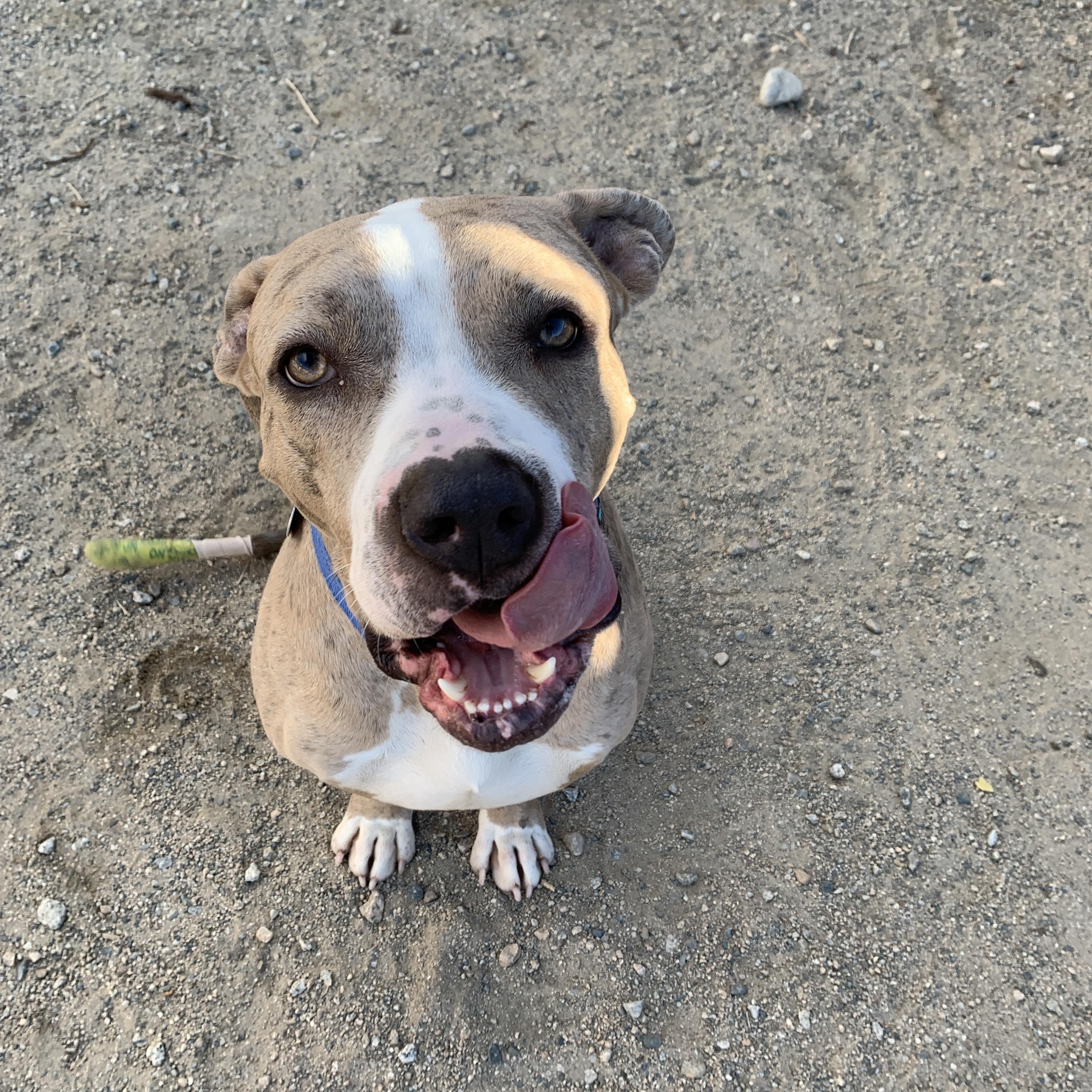 Spark, ADOPTABLE, Young Male American Bully.
