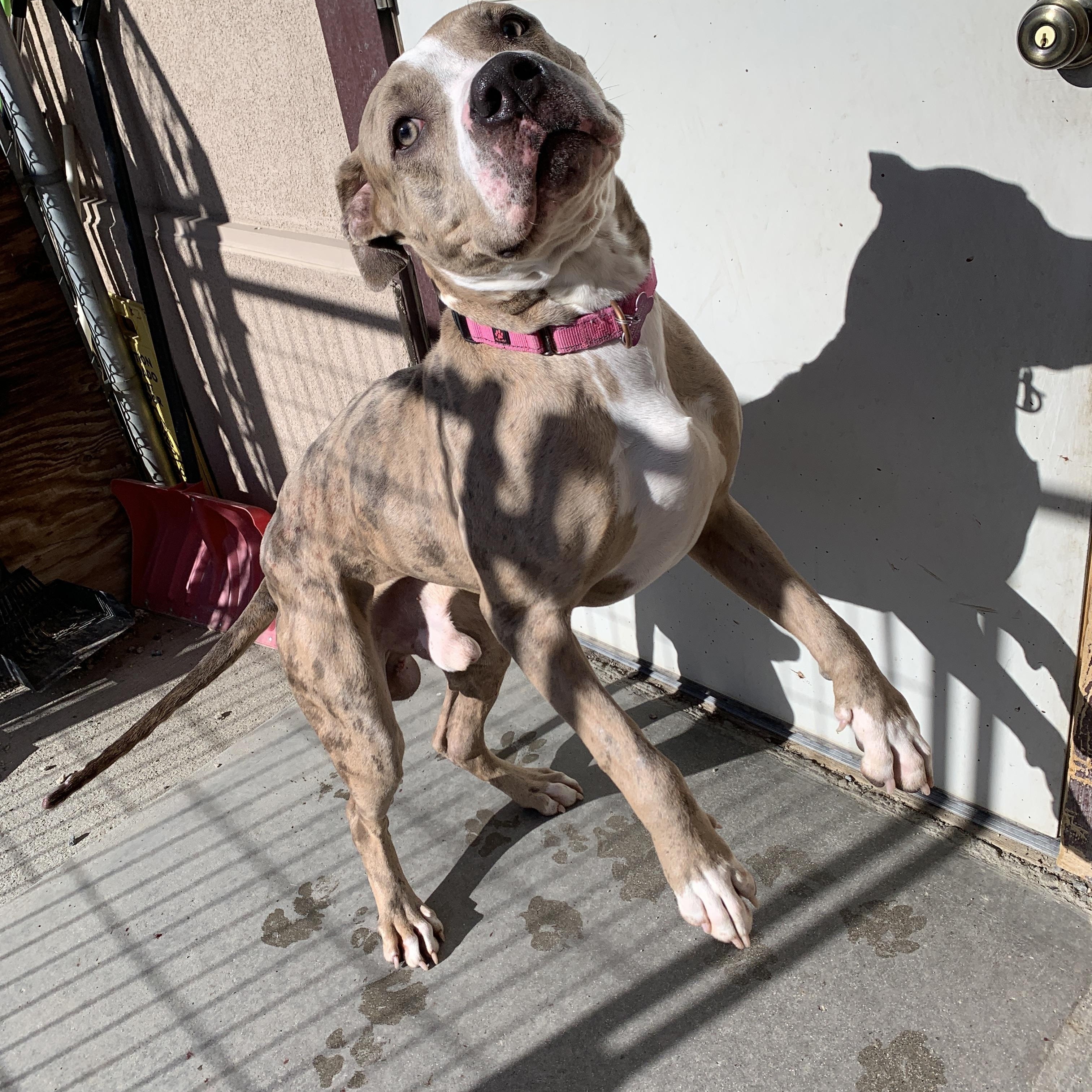 Spark, a ADOPTABLE mixed breed in Buena Vista, CO image 3/4