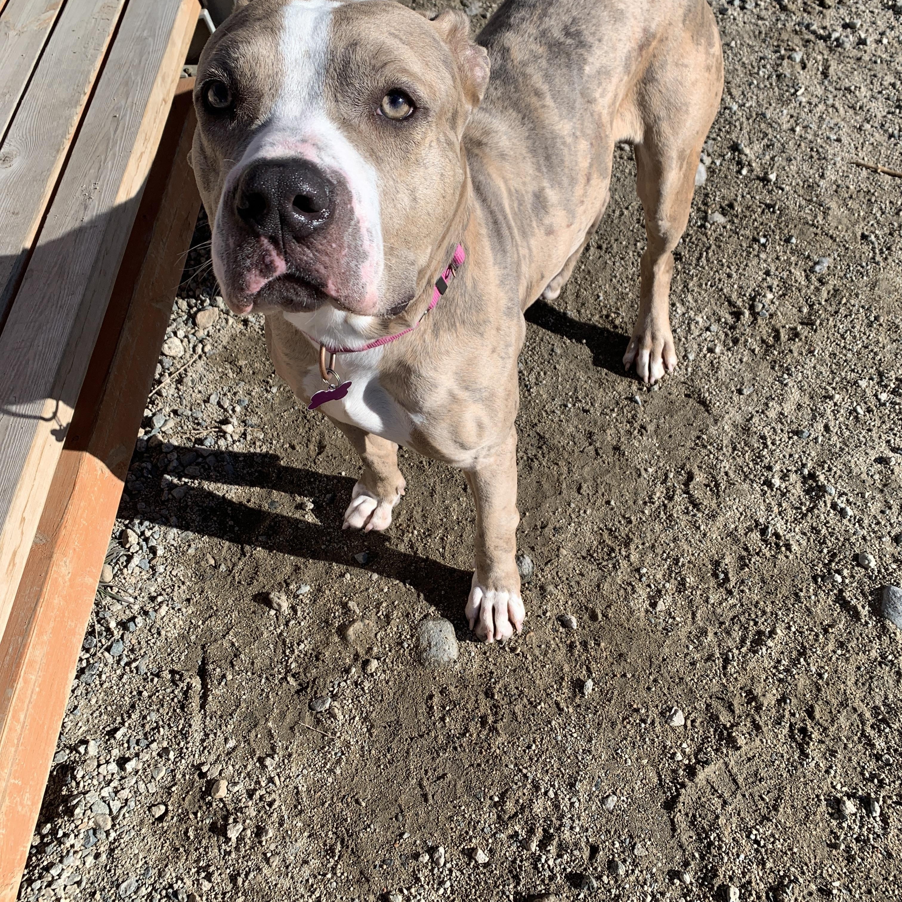 Spark, a ADOPTABLE mixed breed in Buena Vista, CO image 4/4