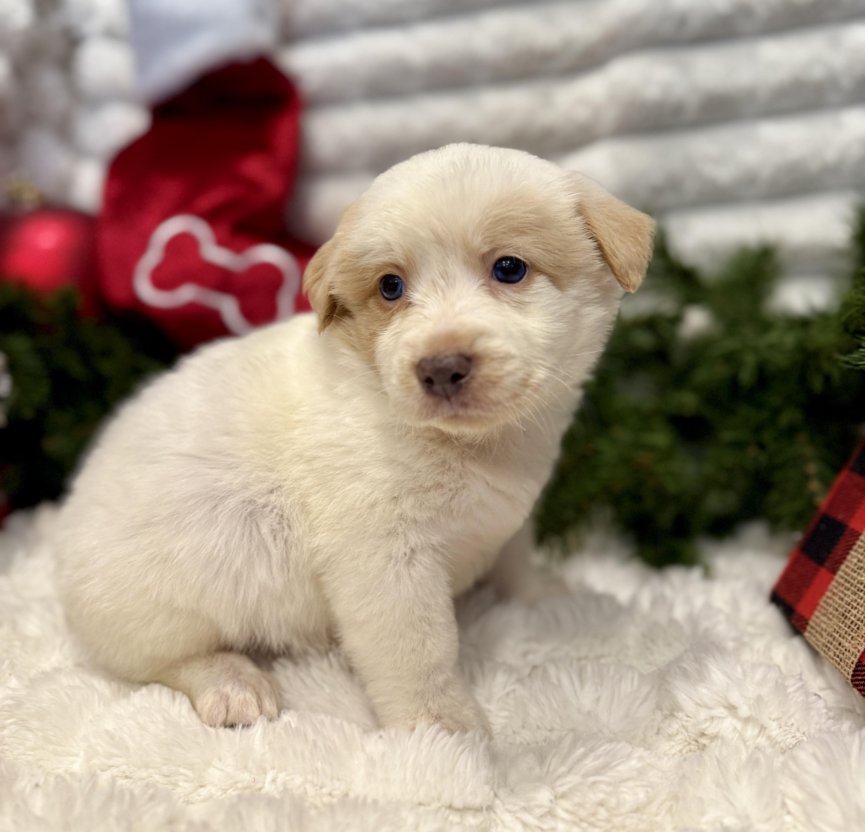 Snowball thumbnail 5