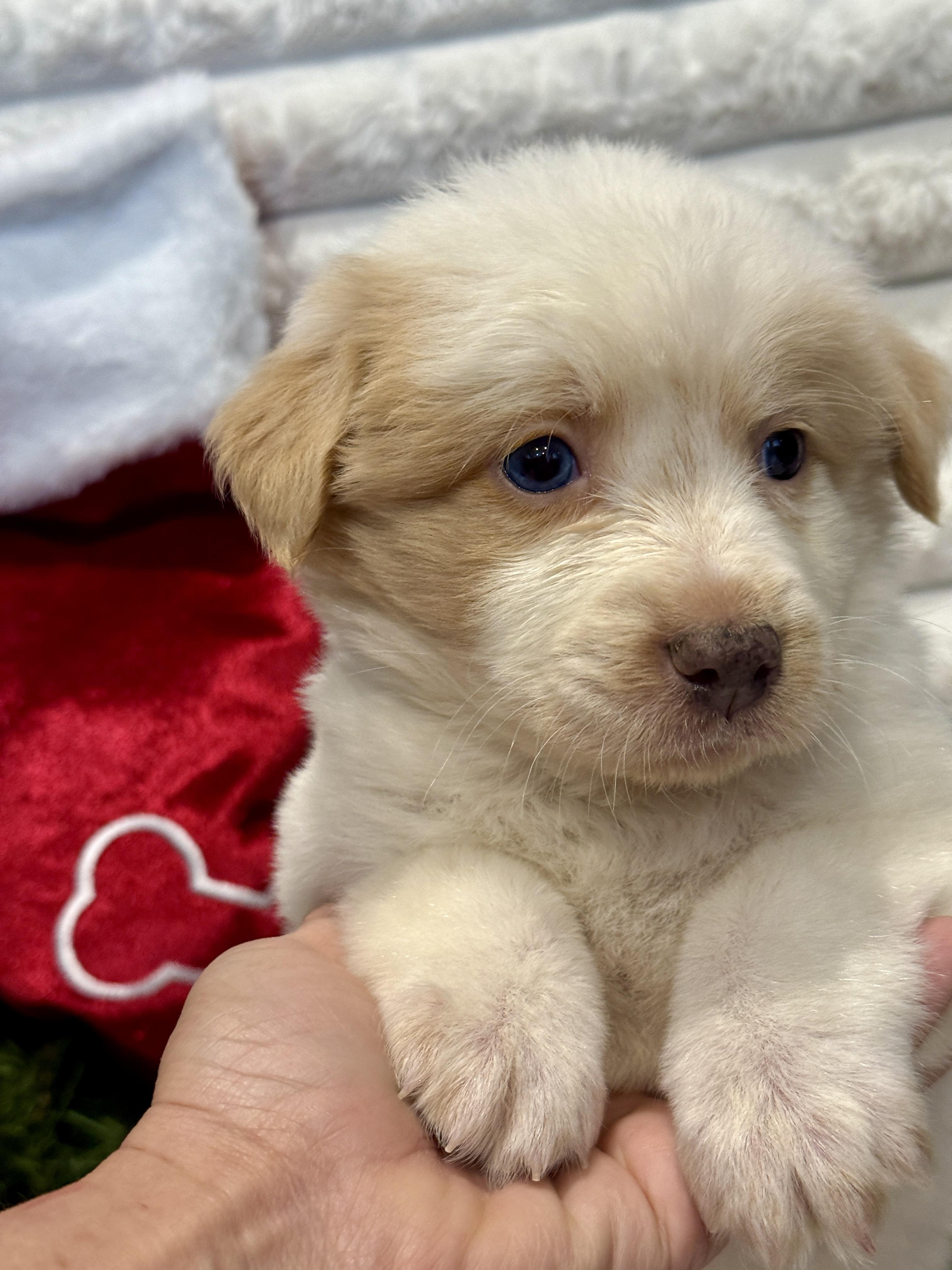 Snowball thumbnail 3